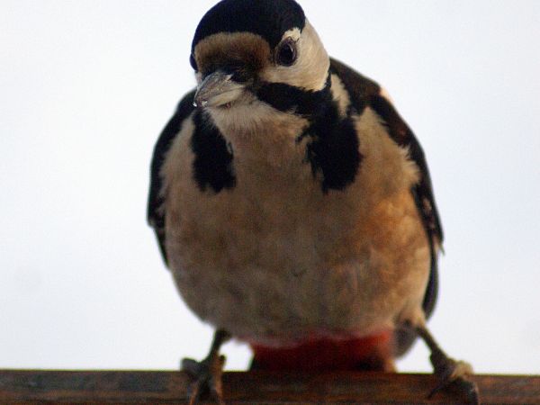 Nasze ptaszki Dzięcioł