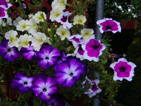 przekwitły jednym słowem