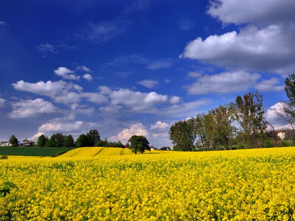 zdjecie Wodzisław Śląski