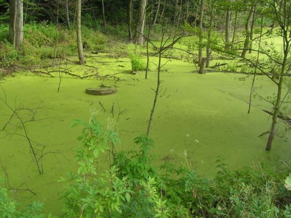 Bajoro pokryte żabim skrzekiem