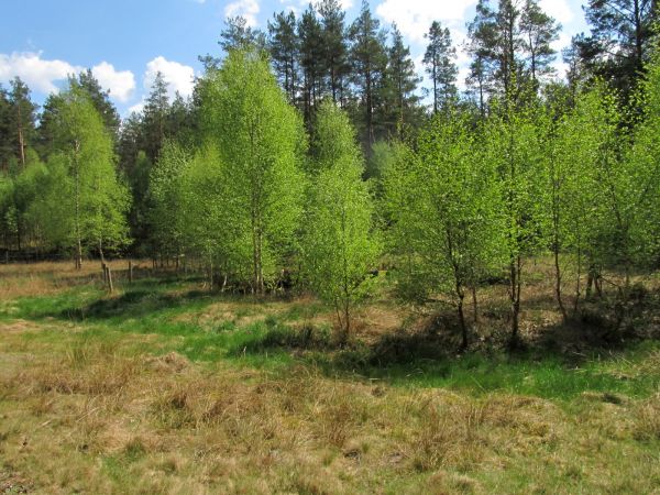 Teren położony niedaleko kanału rzeki Wdy, w lesie po drugiej stronie drogi gminnej