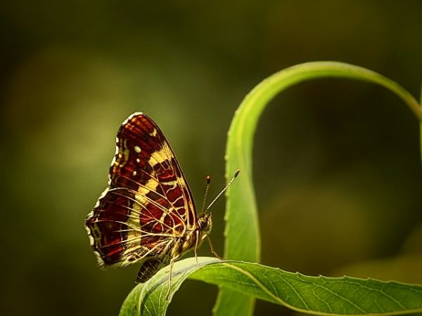 Kratkowiec - Nowosiółki - Fauna