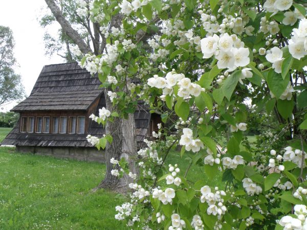 W CZERWCU JEST WYJĄTKOWO PIĘKNIE - KWITNĄ JAŚMINY I ROBI SIĘ BARDZO ROMANTYCZNIE