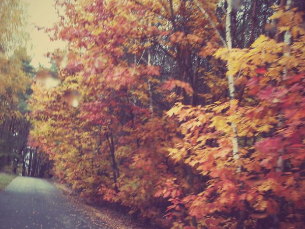 zdjecie Pieczyska Łowickie