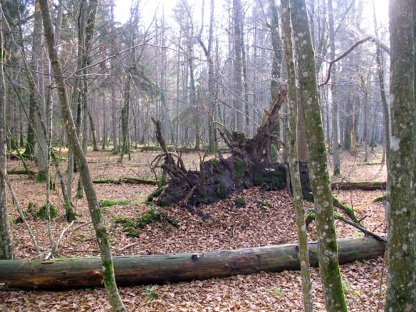 zdjecie Białowieża