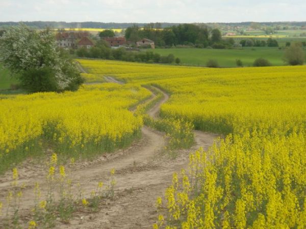Kręta droga wśród pól rzepakowych należących do Majątku Ziemskiego Smokowo. W dali widoczny stary Dwór w Grabnie z
parkiem i zabudowaniami gospodarczymi- własn