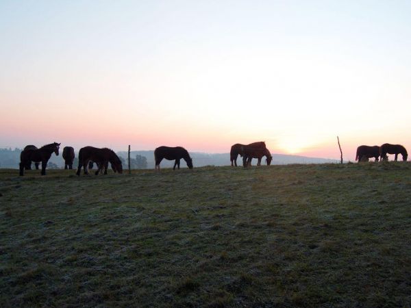 Kuksy - konie zimnokrwiste.