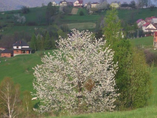 zdjecie Bącza-Kunina