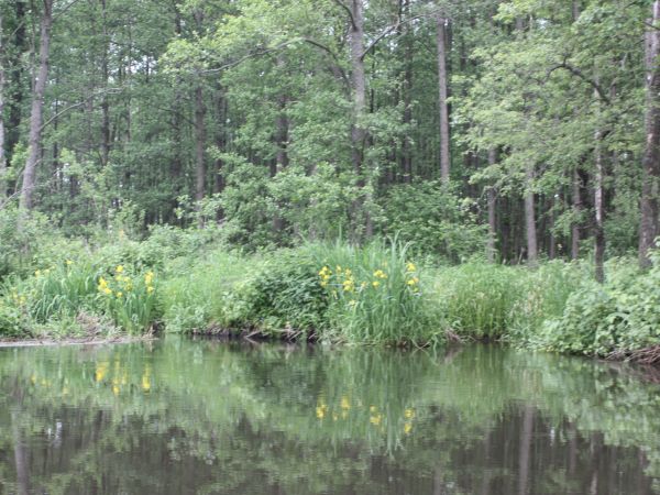 spływ po Pasłęce. Pityny