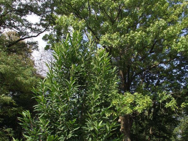 posadzić, pielęgnować, opieką otaczać - monitorować, no bo żeby jakaś choroba czy mróz - bo to egzotyczne, śródziemnomorskie i nawet przeciągi zaszkodzić mogą -