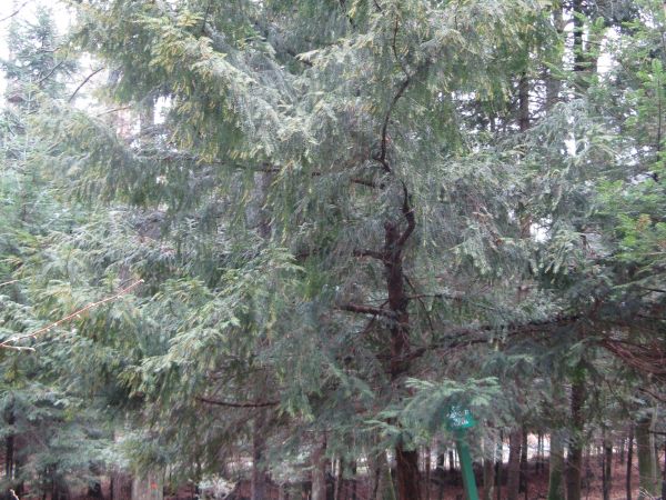 przy ścieżce przyrodniczo-dydaktycznej : cis - stanowisko oznaczone. Przy temacie: najstarsze drzewo w Polsce - cis - rośnie na Dolnym Śląsku w Henrykowie Lubań