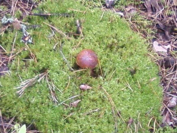 Na grzyby do Suchawy