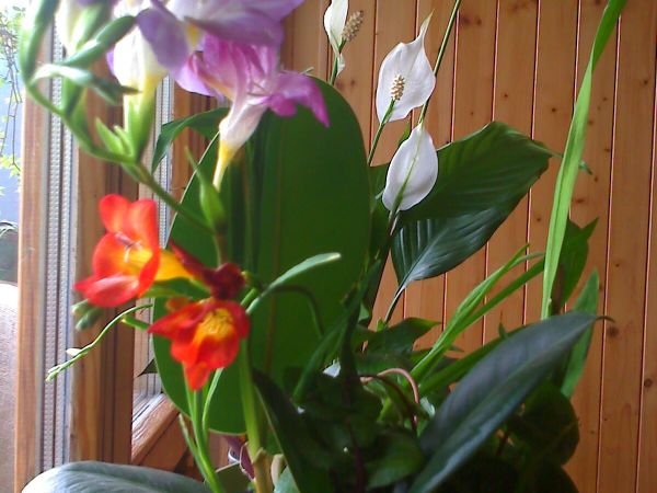 Prochy skrzydłokwiaty i frezje na tle boazerii