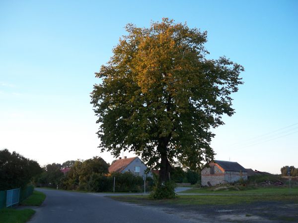 zdjecie Trzęsów