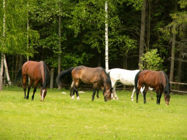 Stadnina Teremiski Orlik