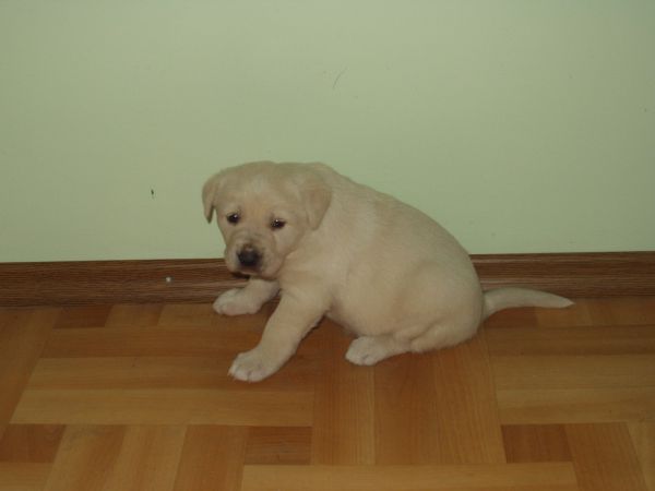 Będę bardzo duży.