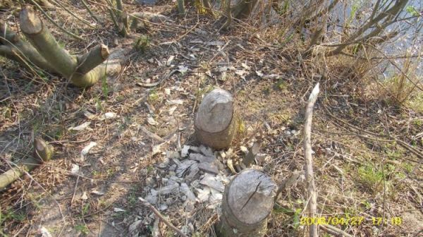 Osieczna - żerowiska bobrów