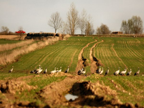 Od kiolku lat w okolicy Tyniewickich bagien gniazduje kilka par żurawi.