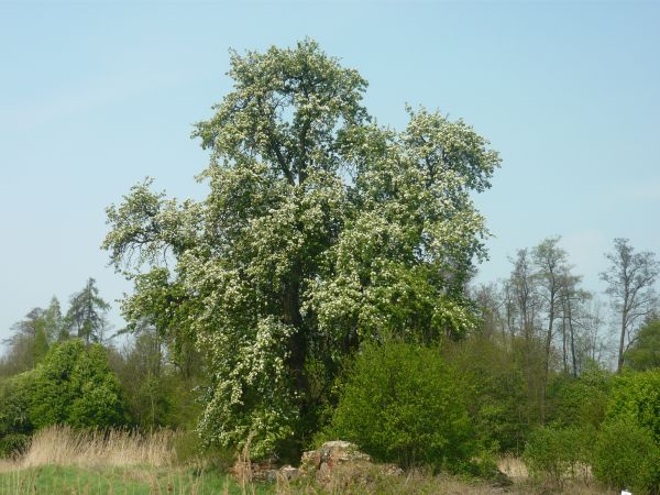 Kwitnąca grusza przy ruinach