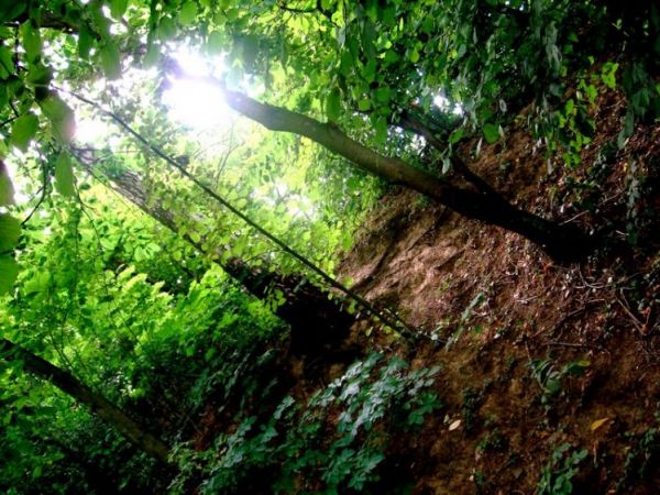 Mały lasek znajdujący się na łąkach