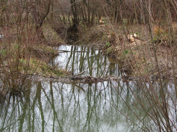 odradzają się dawne ekosystemy - tamy kaskadowo na potoku - przez kolonię bobrów - pobudowane, toteż zastosuj: nigdy nie płosz zwierząt ! - daj im zawsze czas,
