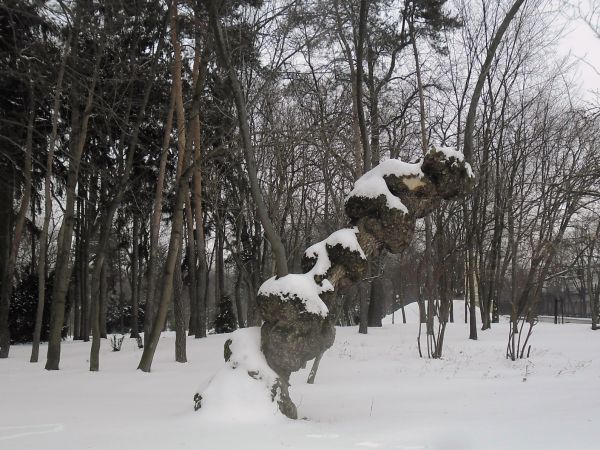 Jedno z dziwadeł drzewnych Ogrodu Saskiego.