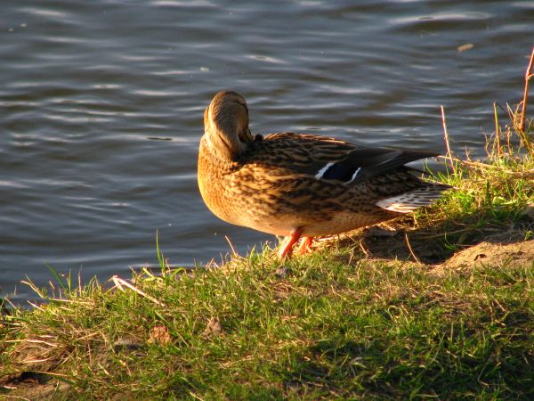Ptactwo na rzece Przemsza