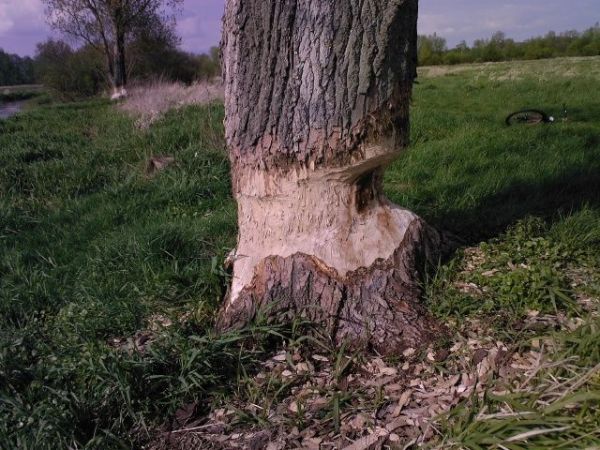 I jak tu spokojnie spać?