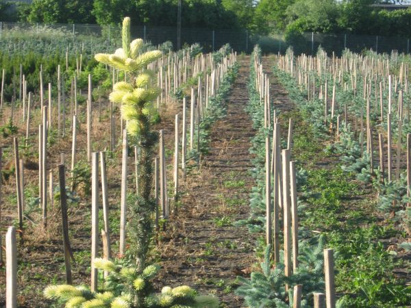 MAZURSKA SZKOLKA ROSLIN OZDOBNYCH W SADUNACH
