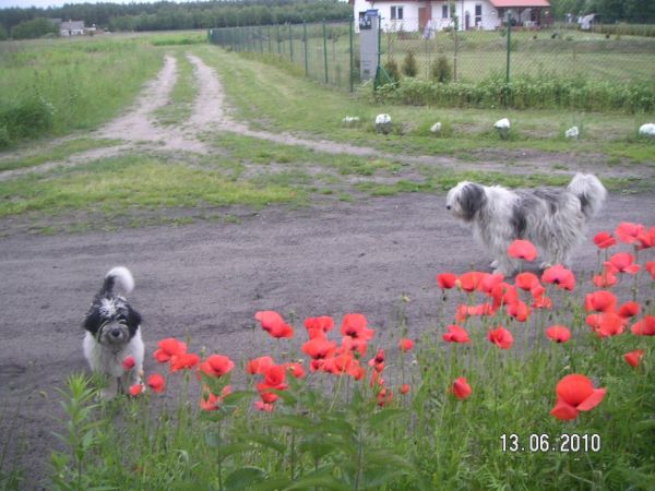 Pieski przy uliczce Beatlesów