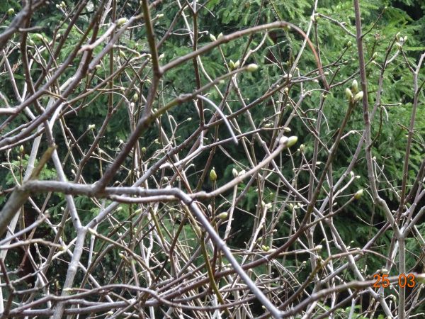 przy ścieżce przyrodniczo-dydaktycznej : kłokoczka południowa - stanowisko oznaczone, za mostkiem nad potokiem i po schodach w zboczu "wyrzeźbionych". Synonimem