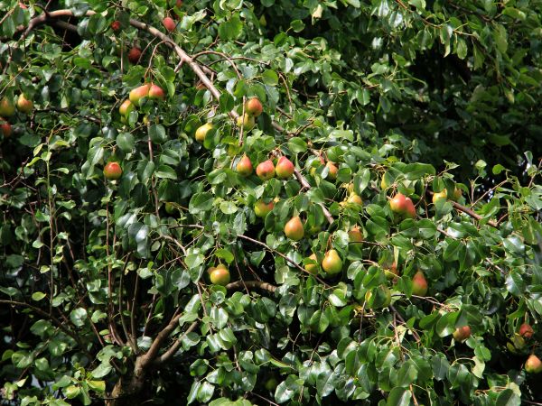 zdjecie Nowoberezowo