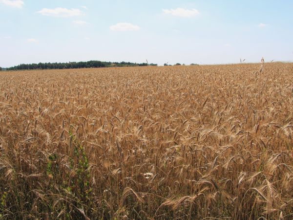 zdjecie Chrzczonowice