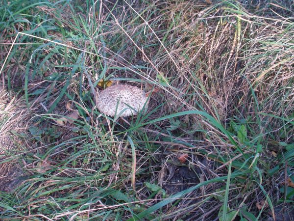 Super smakuje przyrządzona jak kotlecik