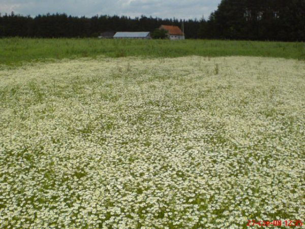 Kwieciste letnie łąki kuszą słodkim zapachem rumianku