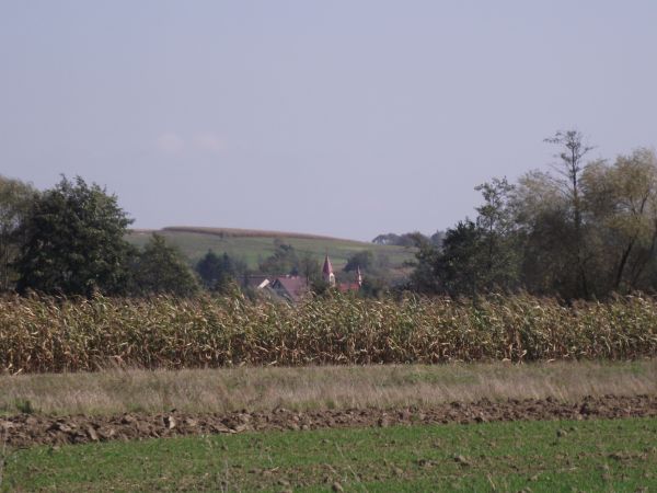 pola / zagony uprawne - zaplecze paszowe, przy drodze z przysiółka "Koszary" do "Chmurówek". Większość zbiorów kukurydzy przeznacza się na produkcję paszy dla z