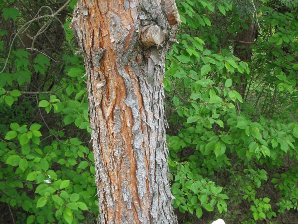 na "Szlaku starych osad" - a przy okazji : pięknie prezentuje ziarnopłon wiosenny - bywa że pszeniec na niego mówią : te żółte kwiatuszki i ładnie "skrojone" li