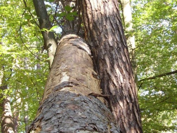 zdjecie Wierzchosławice