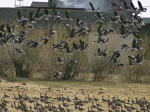 Dzikie gęsi nad buntowem