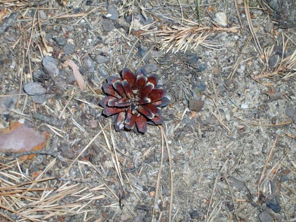 szyszka jednym słowem