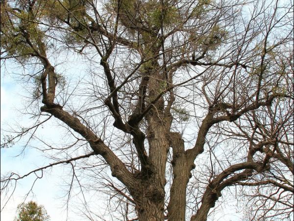 Cerkiew Wniebowstąpienia Pańskiego w Kruhelu Wielkim . Jest jedną z najstarszych cerkwi w Polsce. Wybudowana na pewno przed 1630 rokiem.