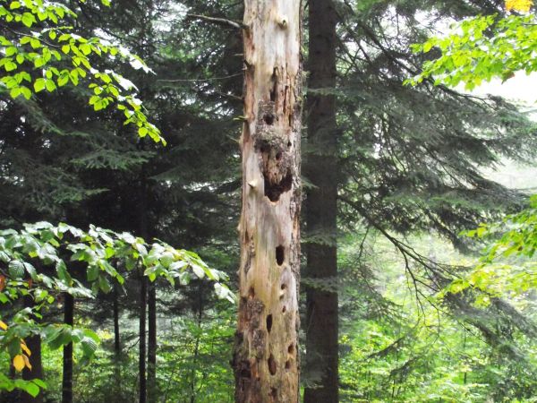 przy przecince / wąskiej dróżce wyciętej w lesie - "kuźnie" w korze sosny czarnej,  dzięciołów tam wiele ale dojrzeć kowalika - to rarytas ! on to głową w dół s
