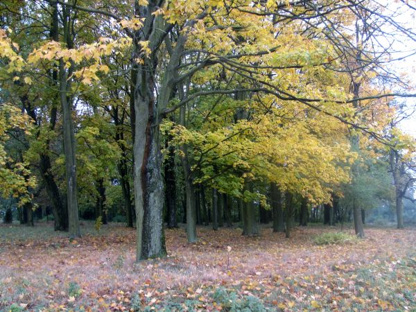 Wola Wężykowa w jesiennej szacie- park wokół dawnego dworu.
