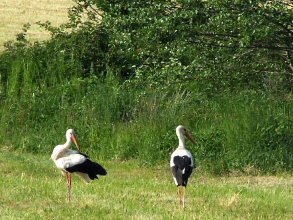 Ciekawscy gości w Cisownicy