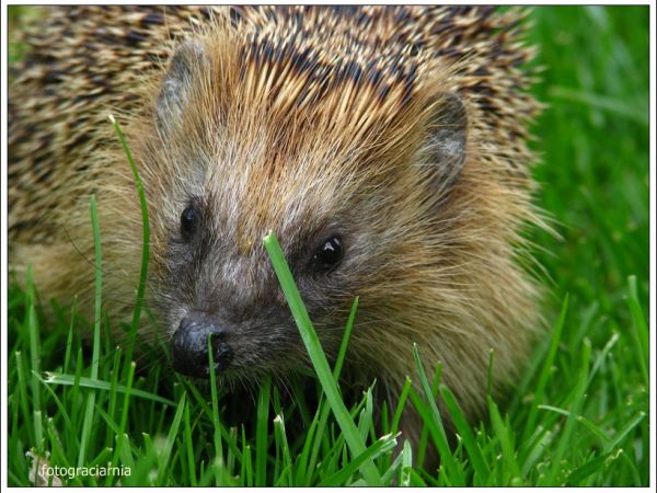 Jeż Tupstek w Dworze pod Cisową Górą