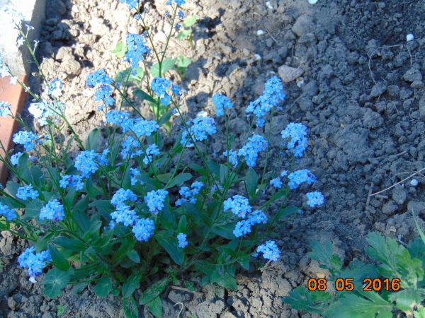 Niezapominajki to są kwiatki z bajki , rosną nad potokiem , patrzą żabim okiem i szepczą skromnie  nie zapomnij o mnie  .