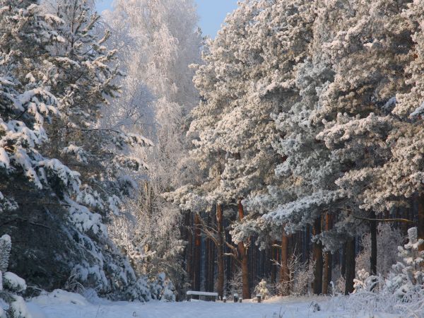 zdjecie Tyniewicze Duże