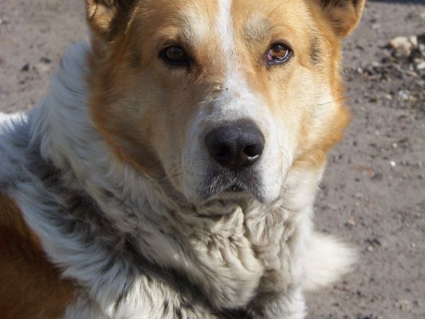 Ten sam Azor - dorosły.