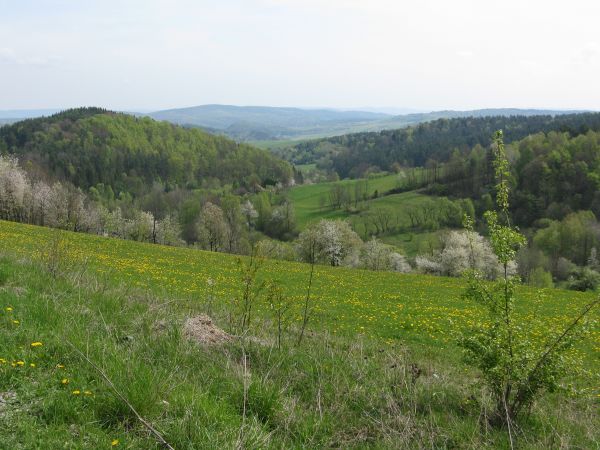 zalesione "czapy" wzgórz, z widokiem na Szymanowa Górę - 478m npm.
