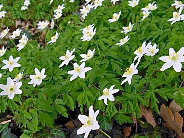 Zawilec Gajowy jeśli nic się nie zmieniło od czasu wydania książki.